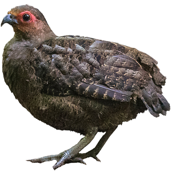 Marbled Wood Quail